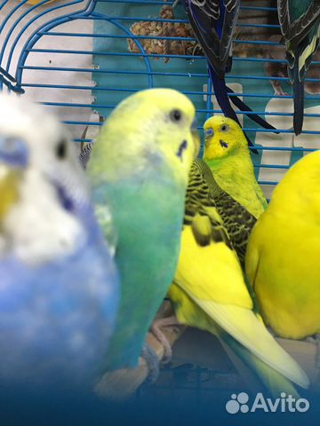 Волнистые попугайчики,кореллы,неразлучники