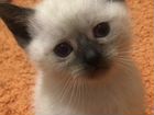Котёнок Тайской породы объявление продам