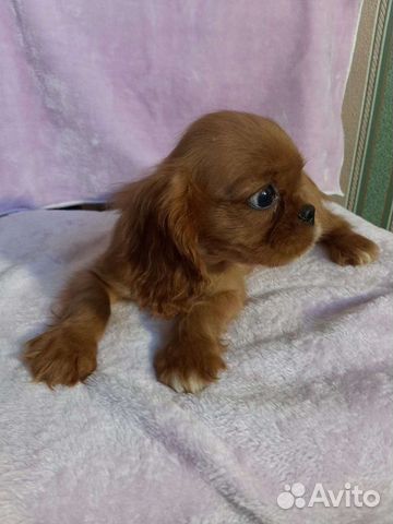 Щенки кавалеров