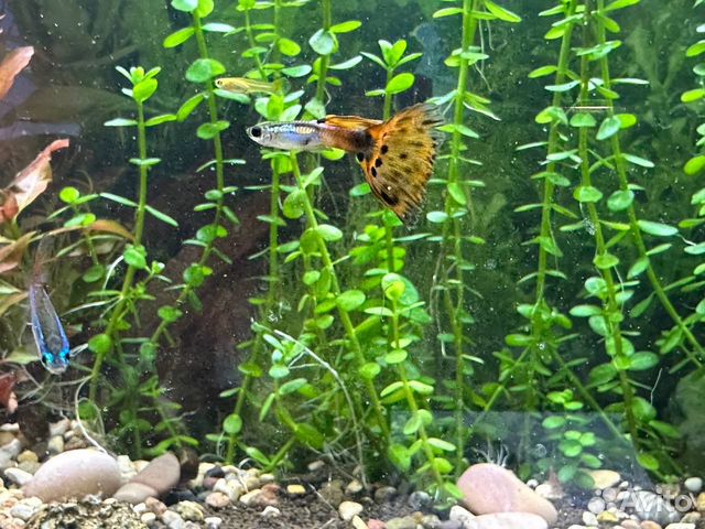 Аквариумные рыбки гуппи