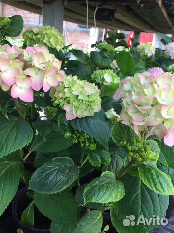 Гортензия вечноцветущая