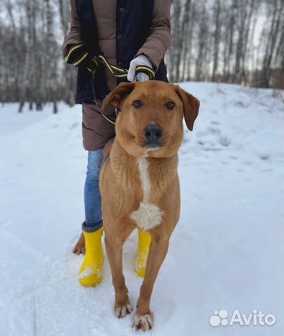 Собака тоскует в холодной клетке