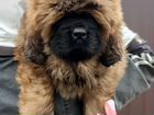 Тибетский мастиф вязка, щенки объявление продам