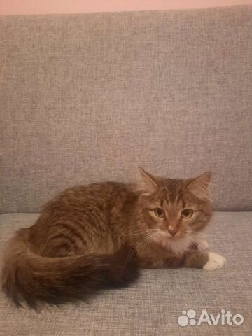 Отдам кота в добрые руки