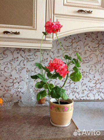 Герань коралловая