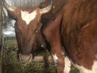 Коровы Симентал и Айширская объявление продам