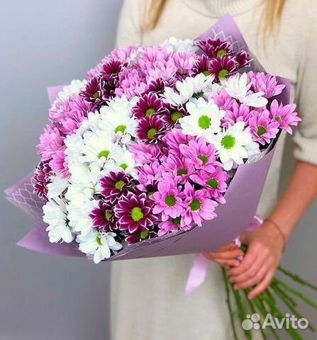 Цветы хризантемы