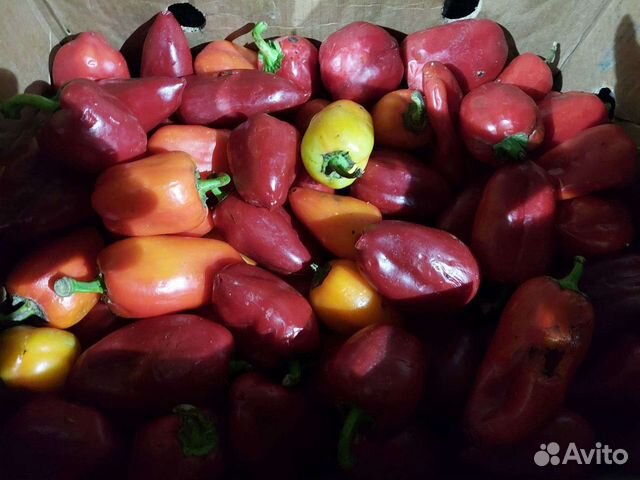 Овощи на корм скоту и птице