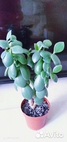 Денежное дерево толстянка крассула