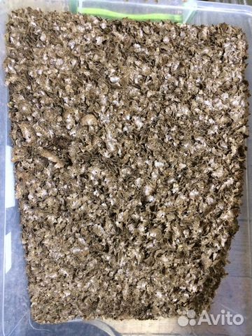 Жмых льна для лошадей, скота корм добавки