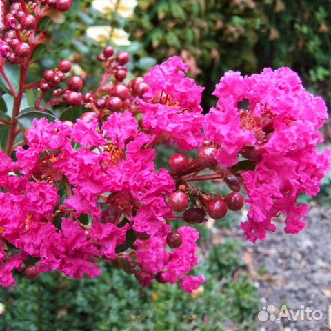 Image result for image crepe myrtle Flowering trees, Crape myrtle, Myrtle tree