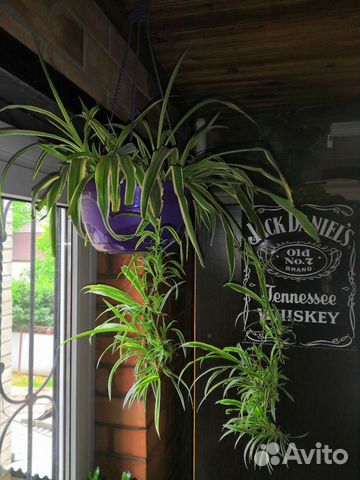 Хлорофитум хохлатый вариегата