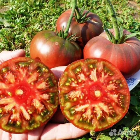 Семена коллекционных томатов