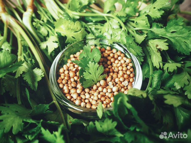 Семена. Укроп, кориандр, кинза, салат, петрушка
