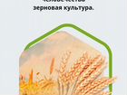 Инвестируйте в пшеницу объявление продам