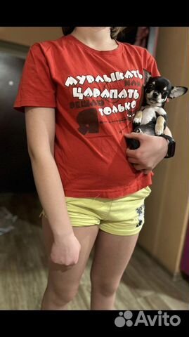 Любителям мелких пород