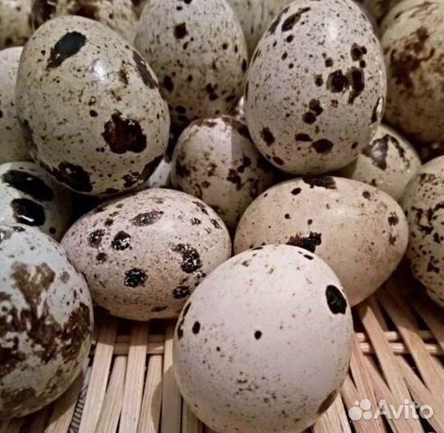 Яйца перепелиные домашние, инкубационные