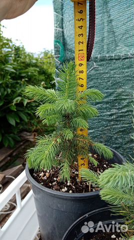 Ель голубая, можжевельники