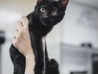Черные котята в добрые руки объявление продам