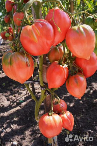 Семена томатов Минусинские и другие сорта