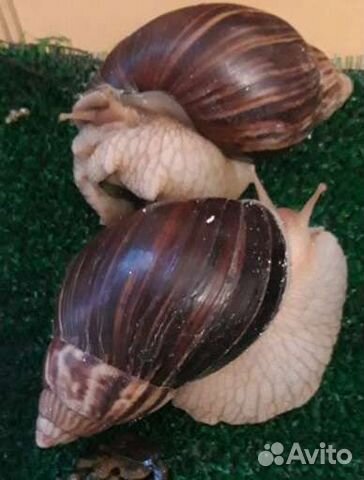 Улитки ахатины большие