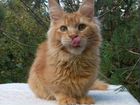 Рыжик, ласковый котенок объявление продам