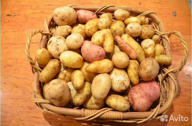 Продам картофель  в Поиме | Товары для дома и дачи | Авито