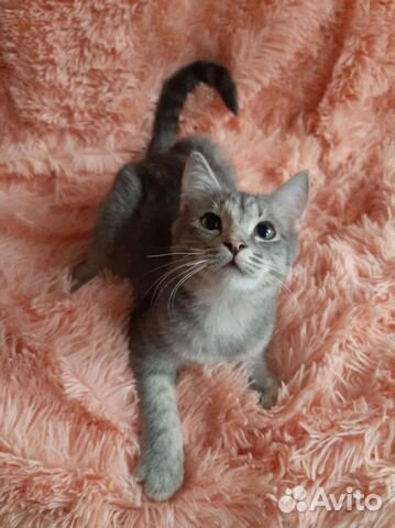 Прекрасная красавица