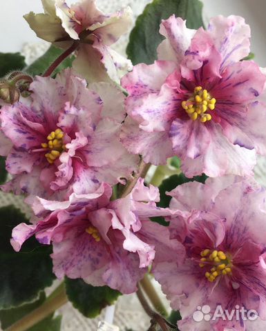 Сортовые фиалки