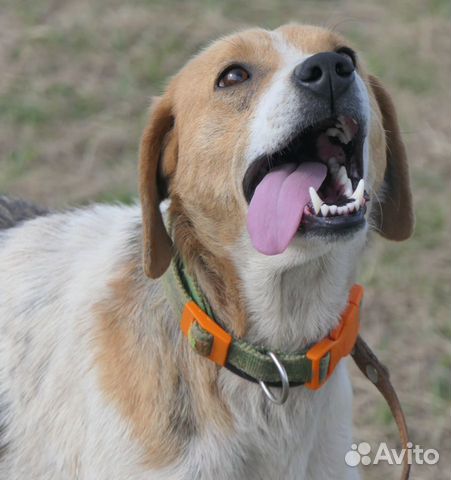 Русская пегая гончая