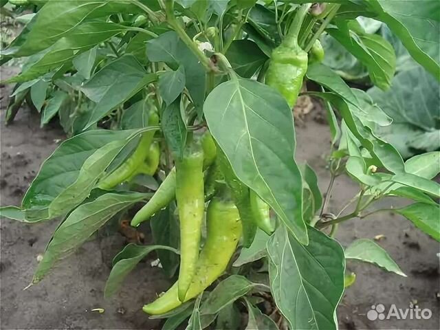 перец бейби белл. перец черри. перец сорт лидия. перец зелёный болгарский. перец краснодарский.