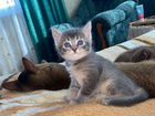 Абиссинская кошка объявление продам