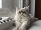 Персидский кот. Вязка