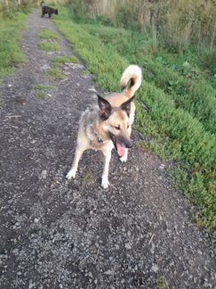 Вся жизнь через решетку.Собака в дар в добрые руки