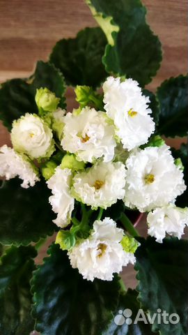 Сортовые фиалки