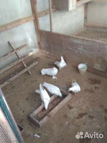 Бакинцы белые голуби