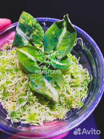 Сингониум scrambled eggs - яичница