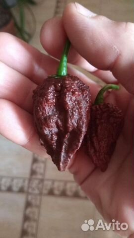 Семяна рассада Каролина Рипер