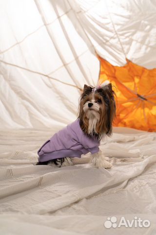 Одежда для собак