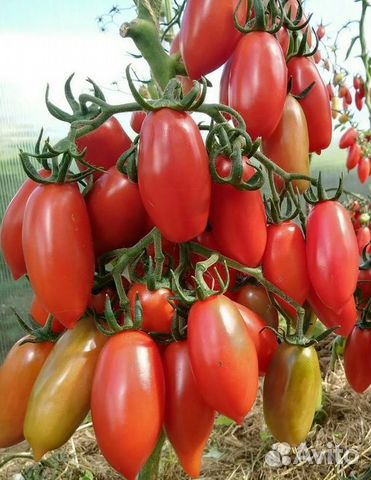 Семена томатов Чудо Лентяя