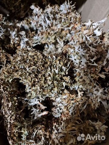 Цетрария (исландский мох)