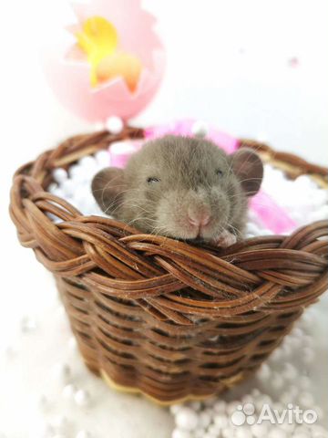 Крысята, крыска, крысёнок, Крыс, Дамбо