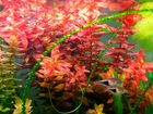 Растения для аквариума.почвопокровные.водоросли объявление продам