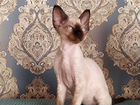 Девон-рекс - котик объявление продам