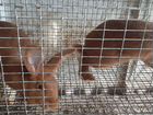 Кролики породы Новозеландская красная (нзк) объявление продам