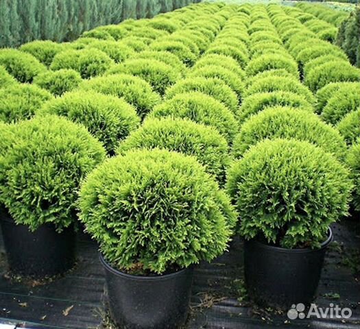 Туя шаровидная.Даника Вудварди