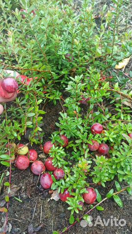 Клюква крупноплодная