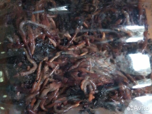 Черви для рыбалки