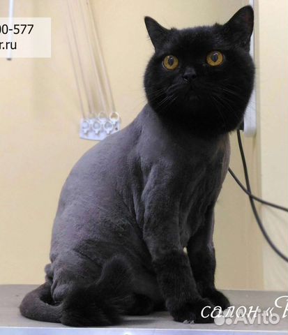 Стрижка кошек