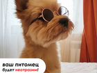 Солнцезащитные очки для для кошек, для собак объявление продам